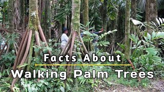 Walking Trees  Facts about Palm Walking Trees 🌴🌴😲🌴 [upl. by Aihsirt383]