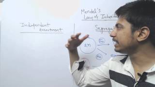 Law Of Segregation and Independent Assortment [upl. by Joey]