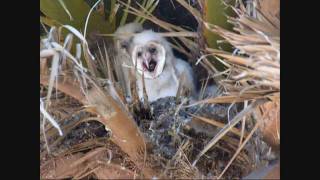 baby owl ejects pellet [upl. by Maryjo27]