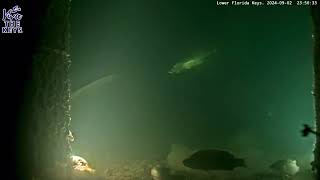 Massive Manatee Spotted on vivathekeys underwater livestream [upl. by Scornik]