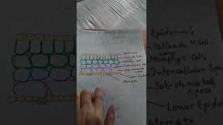 Mechanism of stomatal transpiration [upl. by Htaeh]