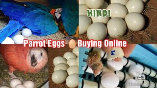 Are you Buying Exotic Parrot Eggs 🥚 Online  Risk Information and Awareness explained in  Hindi [upl. by Addiego]