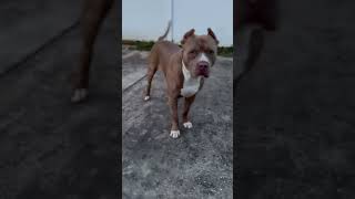 Brixton 👿 pitbull youtubeshorts [upl. by Showker]