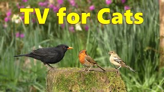 Birds for Cats to Watch on TV Spectacular [upl. by Ennylcaj]