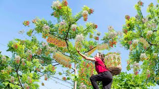 Harvesting Chinaberry fruit is pretty  How to cook delicious Chinaberry Goto market sell [upl. by Latia86]