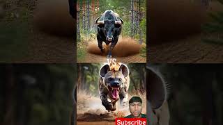 Black bull vs wild animals leopard bear ram fox hyena blackbull blackcow wildanimals facts [upl. by Tteltrab]