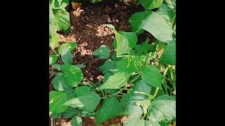 Rajma ka plant kaise dikhta hai in farm [upl. by Kwei]