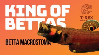 Betta Macrostoma Caring and Breeding [upl. by Philipp]