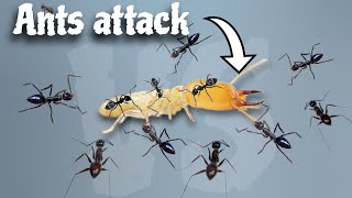 black ants attack a termite [upl. by Barcus]