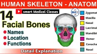 SKULL 💀 BONES  Cranial and Facial Bones  Anatomy and Physiology  Learn in  4 Minutes [upl. by Daryn]