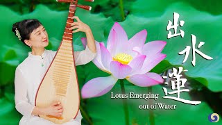 Ancient Traditional Pipa Music Lotus Emerging out of Water Chinese Music  Musical Moments [upl. by Moir]