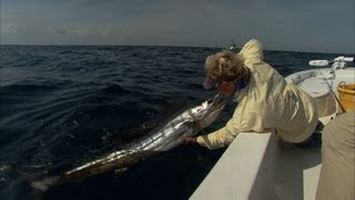 Hobe Sound Sailfishing with Light Tackle and Norm Isaacs [upl. by Nodnelg955]