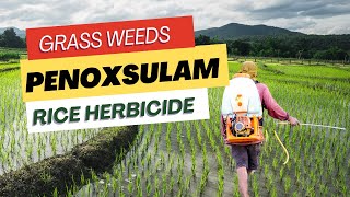 Penoxsulam Herbicide Effective Weed Control in Rice Cultivation  Uses Mode of Action amp Dosage [upl. by Yniar229]