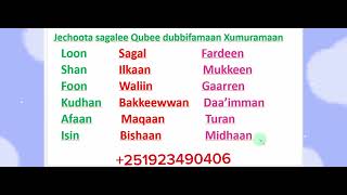 Afaan Oromoo Jechoota sagalee Qubee dubbifamaan Xumuramaan study Afaan OromooAmharic English lett [upl. by Enoid731]