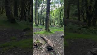 Running dog Zoomies funnyanimals my rescue dog enjoying her new life [upl. by Zavras]