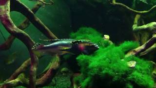 Pelvicachromis Pulcher from Nigeria superb display [upl. by Evans]