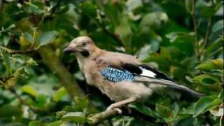 Juvenile Eurasian Jay Garrulus glandarius  Eichelhäher Jungvogel 01 [upl. by Adamsun2]