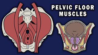 PELVIC FLOOR MUSCLES [upl. by Vaientina]