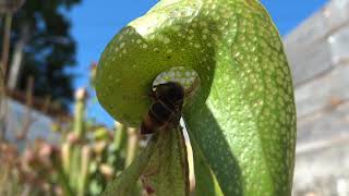 Darlingtonia californica Cobra lily atrapando una avispa velutina [upl. by Ailecec]