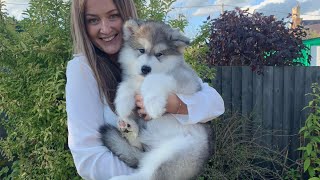 Meet Our New Alaskan Malamute Puppy Cutest Little Fluff EVER [upl. by Yelac259]