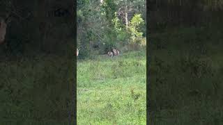 Kangaroo found in Bribie Island finally 🎉 kangaroo Australia Island [upl. by Atsyrc]