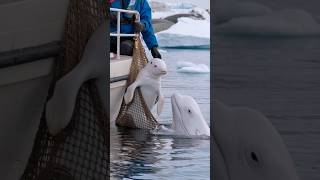 3 HeartStopping Moments When a Mother Whale Calls for Rescue [upl. by Alvis]