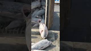 Wow Frozen Fishes fish fishing factory production process frozen food viral shorts [upl. by Kathy]