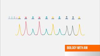 Sanger DNA Sequencing  Capillary Electrophoresis Animation [upl. by Anaiviv]