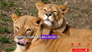 quot8 Surprising Reasons Lions Won’t Attack Humans  Shocking Lion Facts You Didn’t Knowquot [upl. by Marigolde433]