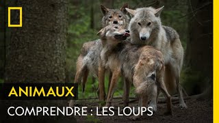 COMPRENDRE  les loups [upl. by O'Rourke]