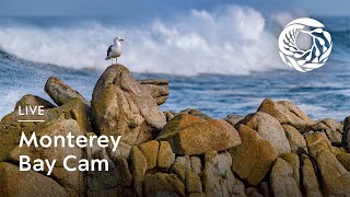 Live Monterey Bay Cam  Monterey Bay Aquarium [upl. by Ollie]