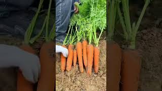 Amazing fruits farmer enjoy shorts new nature fruits garden vegetables foryou shortvideo [upl. by Malvin]