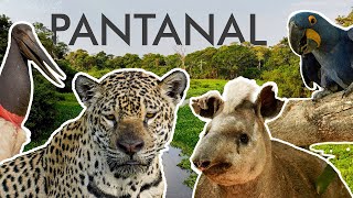 Jaguars Dramatic Hunt in Brazils Pantanal Wetlands  Wild Travel  Robert E Fuller [upl. by Leahcin]