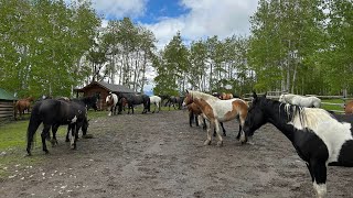 Absaroka Ranch Ranger wrangling [upl. by Airemat]