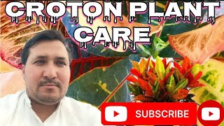 Croton plant care tips। How to grow Croton plants from leaves । Croton plant । How to grow Croton । [upl. by Narad]