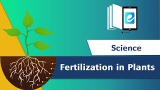 Fertilization in flowering Plants 7 class science for kids [upl. by Lothario]