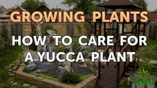 How to Care for a Yucca Plant [upl. by Amal]