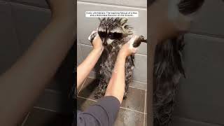 The Inspiring Rescue of a Man and a Motionless Raccoon on the Ground raccoon babyraccoon short [upl. by Tneciv]