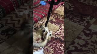 Cute baby cat music automobile live comment cat catlover petsvlog subscribe foryou uae [upl. by Gilletta83]