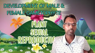 SEXUAL REPRODUCTION IN PLANTS Development of Male amp Female Gametophyte [upl. by Anneg]