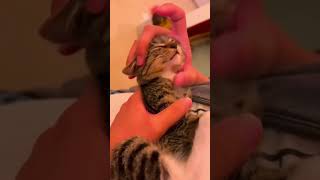 funny ketten catfunny youtubeshorts kettens catvideos animals funnycatvideos [upl. by Nnywg868]