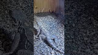 Agama lizard enters falcon nest box animals birds live nature wildlife animals congrats [upl. by Llerat]