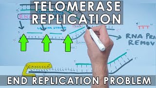 Telomerase Replication in Eukaryotes  End Replication [upl. by Iew]