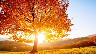 Beautiful Relaxing Hymns Peaceful Instrumental Music quotGolden Autumn Morning Sunrisequot By Tim Janis [upl. by Procter]