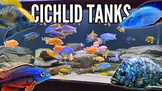 10 Incredible Cichlid Tank Setups Peacocks amp Hap Cichlids [upl. by Harbird14]