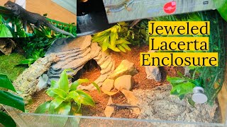 Jeweled Lacerta Enclosure Setup [upl. by Mahda]