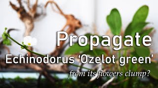 Aquascaping Tips How to Propagate Emersed Echinodorus Ozelot Green from its Flower Clumps [upl. by Petromilli]