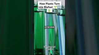 How Plants Turn into Biofuel 🌱➡️🔋 viralshorts biofuel botany [upl. by Mahla]