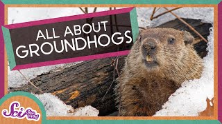 Groundhog Day 2024 Prediction Punxsutawney Phil does NOT see his shadow [upl. by Bathilda]