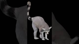 Ring tailed lemur lemur animals nyilonelycompany game lowpoly endangered [upl. by Winer]